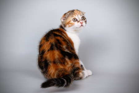 Studio photography of a scottish fold shorthair cat on colored backgroundsの写真素材