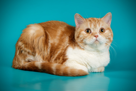 Studio photography of a scottish straight shorthair cat on colored backgroundsの写真素材
