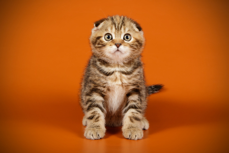 Studio photography of a scottish fold shorthair cat on colored backgroundsの写真素材