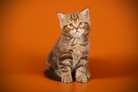 Studio photography of a scottish straight shorthair cat on colored backgroundsの写真素材