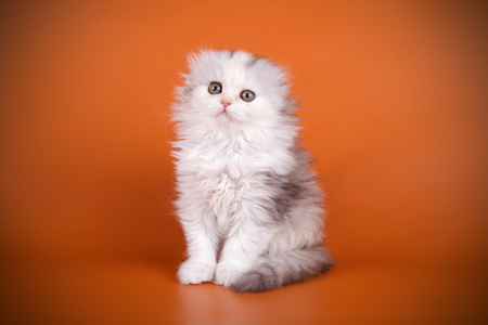 Studio photography of a scottish fold longhair cat on colored backgroundsの写真素材