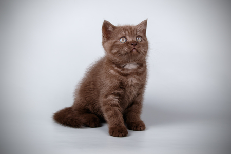 Studio photography of a scottish straight shorthair cat on colored backgroundsの写真素材