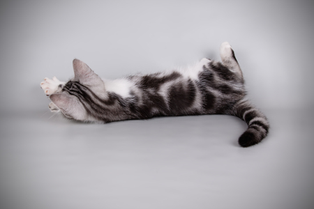 Studio photography of an American shorthair cat on colored backgroundsの写真素材