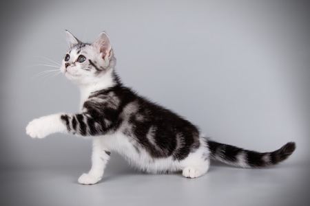 Studio photography of an American shorthair cat on colored backgroundsの写真素材