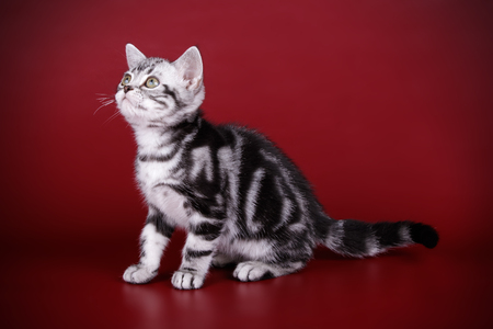 Studio photography of an American shorthair cat on colored backgroundsの写真素材