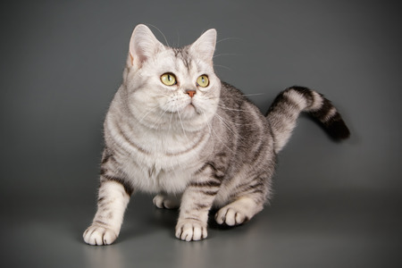 Studio photography of an American shorthair cat on colored backgroundsの写真素材