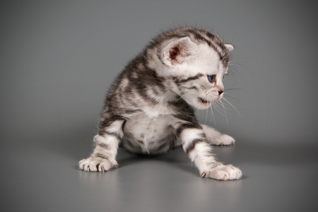 Studio photography of an American shorthair cat on colored backgroundsの写真素材