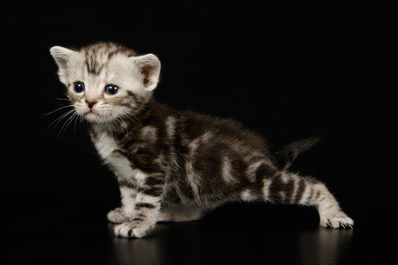 Studio photography of an American shorthair cat on colored backgroundsの写真素材
