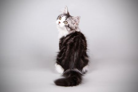 Studio photography of an American shorthair cat on colored backgroundsの写真素材