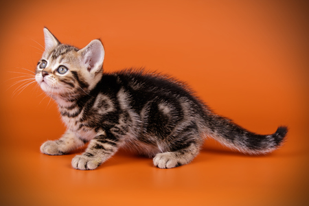 Studio photography of an American shorthair cat on colored backgroundsの写真素材
