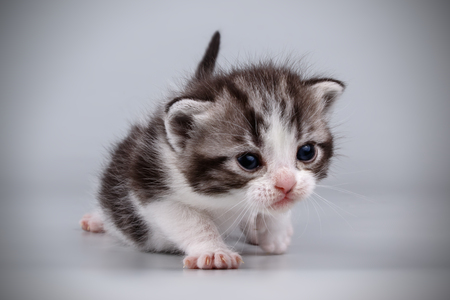 Studio photography of an American shorthair cat on colored backgroundsの写真素材