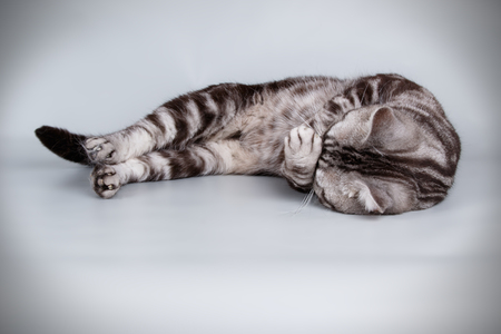 Studio photography of an American shorthair cat on colored backgroundsの写真素材