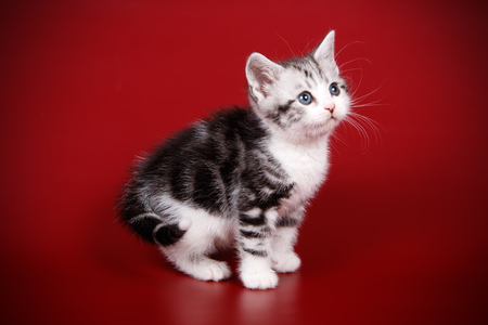 Studio photography of an American shorthair cat on colored backgroundsの写真素材