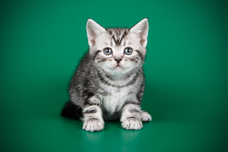 Studio photography of an American shorthair cat on colored backgroundsの写真素材