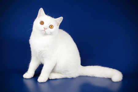 Studio photography of a scottish straight shorthair cat on colored backgroundsの写真素材