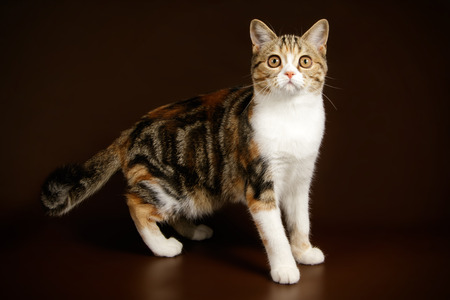 Studio photography of a scottish straight shorthair cat on colored backgroundsの写真素材