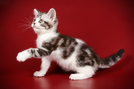 Studio photography of an American shorthair cat on colored backgroundsの写真素材