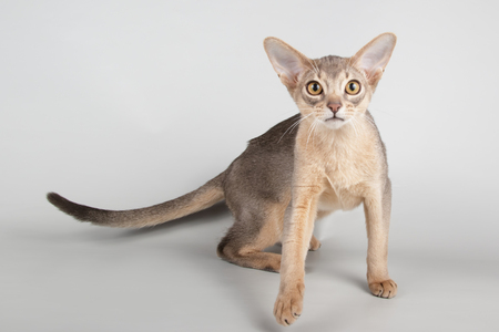 Studio photography of an abyssinian cat on colored backgroundsの写真素材