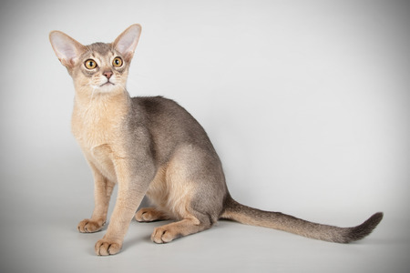 Studio photography of an abyssinian cat on colored backgroundsの写真素材