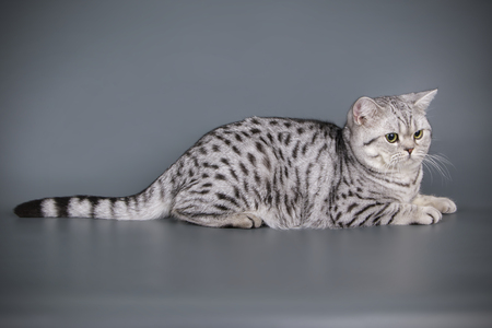 Studio photography of a scottish straight shorthair cat on colored backgroundsの写真素材