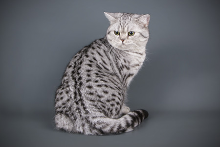 Studio photography of a scottish straight shorthair cat on colored backgroundsの写真素材