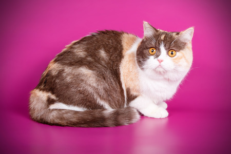 Studio photography of a scottish straight shorthair cat on colored backgroundsの写真素材
