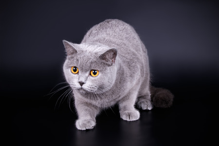 Studio photography of a scottish straight shorthair cat on colored backgrounds