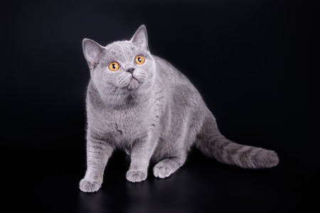 Studio photography of a scottish straight shorthair cat on colored backgroundsの写真素材