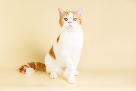 Studio photography of a scottish straight shorthair cat on colored backgroundsの写真素材