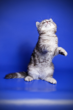 Studio photography of a scottish straight shorthair cat on colored backgroundsの写真素材