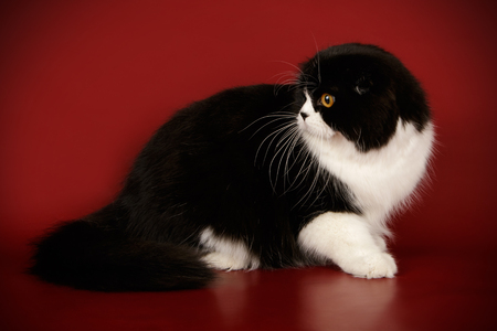 Studio photography of a scottish fold longhair cat on colored backgroundsの写真素材