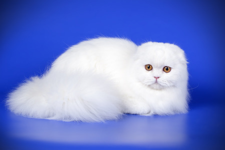 Studio photography of a scottish fold longhair cat on colored backgroundsの写真素材