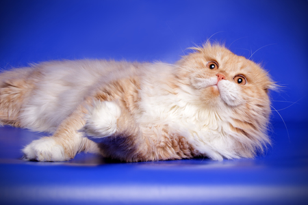 Studio photography of a scottish fold longhair cat on colored backgroundsの写真素材
