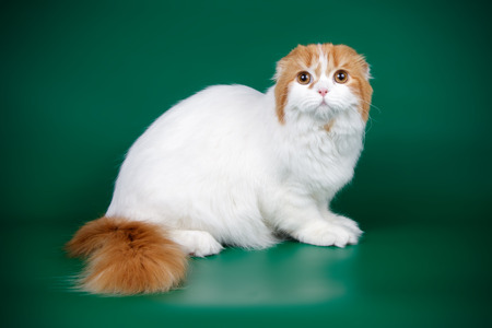 Studio photography of a scottish fold longhair cat on colored backgroundsの写真素材