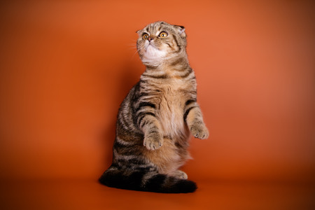 Studio photography of a scottish fold shorthair cat on colored backgroundsの写真素材