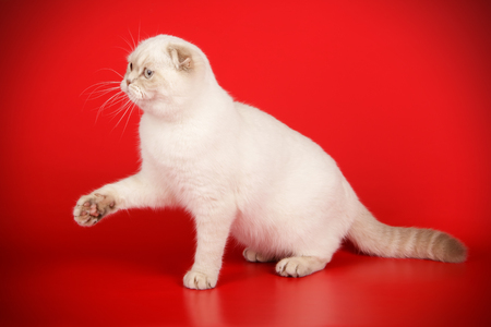 Studio photography of a scottish fold shorthair cat on colored backgroundsの写真素材