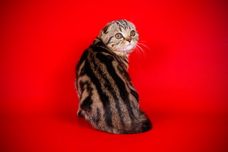 Studio photography of a scottish fold shorthair cat on colored backgroundsの写真素材