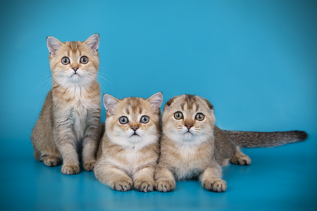 Studio photography of a scottish fold shorthair cat on colored backgroundsの写真素材