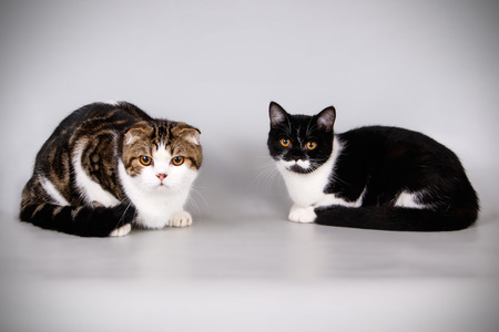 Studio photography of a scottish fold shorthair cat on colored backgroundsの写真素材
