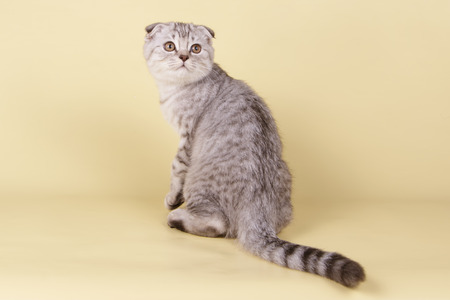 Studio photography of a scottish fold shorthair cat on colored backgroundsの写真素材