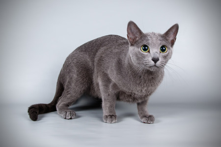 Studio photography of a Russian blue cat on colored backgroundsの写真素材