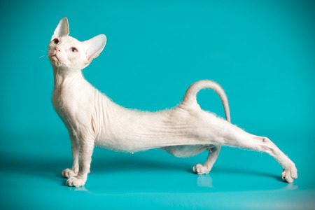 Don sphinx cat on colored background