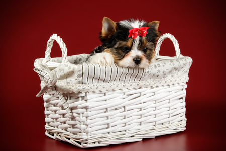 Studio photography of a Biewer Yorkshire Terrier on colored backgroundsの写真素材