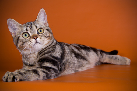 Studio photography of an American shorthair  on colored backgroundの写真素材