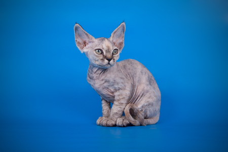 Studio photography of an American shorthair  on colored background
