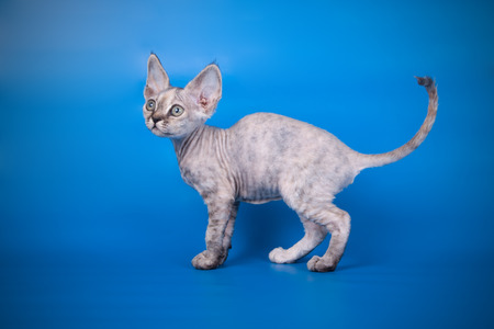Studio photography of an American shorthair  on colored background
