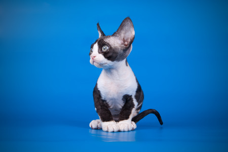 Studio photography of an American shorthair  on colored background