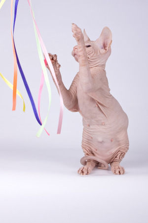 Studio photography of the cat of the don sphynx cat on colored backgroundsの写真素材
