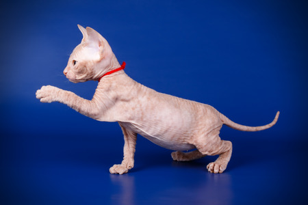 Studio photography of the cat of the don sphynx cat on colored backgroundsの写真素材