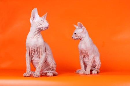 Studio photography of the cat of the don sphynx cat on colored backgroundsの写真素材
